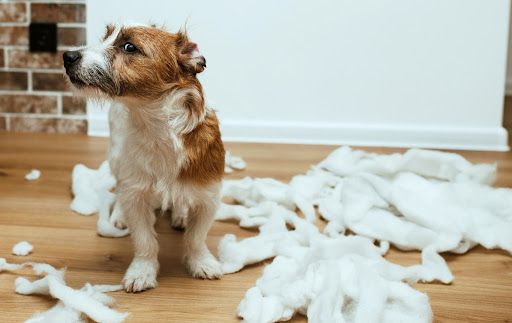 dog with anxiety shredding a pillow